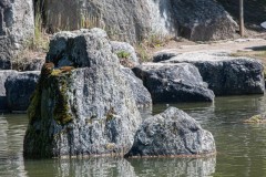 DSC_4475_0243